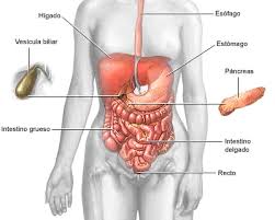 Resultado de imagen para cuerpo humano