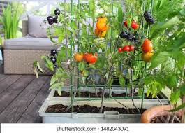 Container gardening can remedy many of these challenges, allowing everyone to enjoy the opportunity to garden. Container Vegetables Gardening Vegetable Garden On Stock Photo Edit Now 1482043091