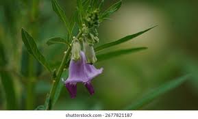 Image result for Sesamum radiatum