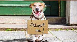 On this site, you can look at pets we have available for adoption currently in our adoption center. Adoption Event Friends Of The Burlington County Animal Shelter
