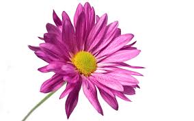 Purple Flower With White Background Pink Daisy Wallpaper Single Flower Dark Purple Flowers