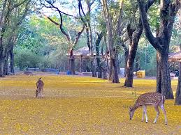 Sanjay Gandhi National Park : r/mumbai