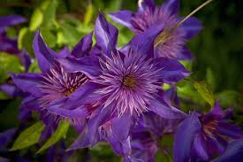 We did not find results for: When And How To Prune Clematis Vines