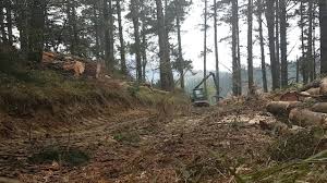 Intra pe ejobs.ro, cel mai mare portal de joburi din romania! Lucru La Padure In Spania Youtube