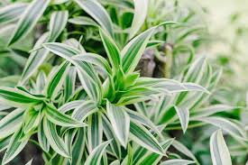 Drachenbaum, (dracaena draco), ein in ostindien, auf den kanarischen inseln, auf dem vorgebirge der guten hoffnung und auch in südeuropa im freien wachsender baum, der vor der blüthe hinsichtlich. Drachenbaum Pflege Schneiden Arten Schoner Wohnen