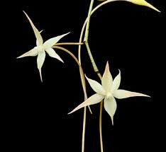 Image result for Summerhayesia zambesiaca