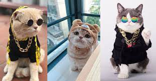 Koleksi gambar kucing paling comel di dunia. Lima Baka Kucing Paling Comel Yang Pasti Membuatkan Anda Cair