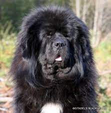 Check spelling or type a new query. Tibetan Mastiff The Breed Archive