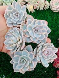 Image result for Senecio subsessilis