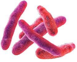 Image result for Shigella
