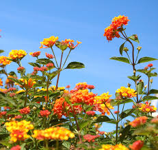 Pin On Gardening