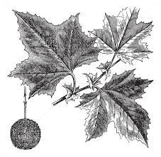 Platanus occidentalis is a deciduous tree growing to 30 m (98ft) by 30 m (98ft) at a fast rate. American Sycamore Or Platanus Occidentalis Vintage Engraving Vector Illustration C Morphart 6662588 Stockfresh