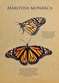 Pin De Rita E En Butterflies Mariposa Monarca Mariposas Monarca Dibujo Monarcas
