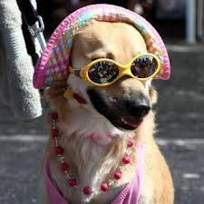 صور حيوانات مضحكة 2014 Funny Animal Pictures Funny Pictures Funny Animals