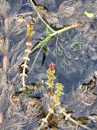Image result for Myriophyllum spicatum