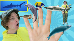 Discover more music, concerts, videos, and pictures with the largest catalogue online at last.fm. Family Finger Song Sea Creatures With Matt Nursery Rhymes Children S Song Learn English Youtube