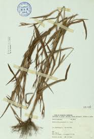 Image result for Hackelochloa granularis