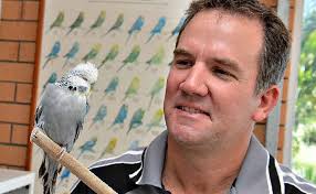Man's bid to create perfect budgie, one sperm at a time
