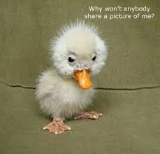 38 Super Funny Animal Pics Cute Baby Animals Cute Animals Funny Animal Pictures