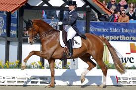 Isabell werth is a german athlete and competes in dressage. Wm Aus Fur Isabell Werth Bella Rose Verletzt