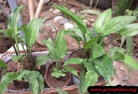 Image result for Drimiopsis