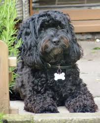 Black And White Cocker Spaniel Poodle Mix Black Cockapoo Cocker Spaniel Miniature Poodle Hybrid Dog In Yard Black Cockapoo Cockapoo Dog Cockapoo