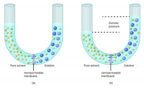 Caused by low protein content in edematous fluid. Osmosis And Osmotic Pressure Of Solutions Solutions And Colloids