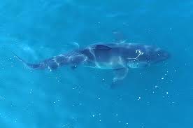 Maybe you would like to learn more about one of these? Video Massive Great White Shark Spotted Eating Whale Near San Clemente Pier Orange County Register
