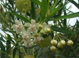 Image result for Gomphocarpus physocarpus