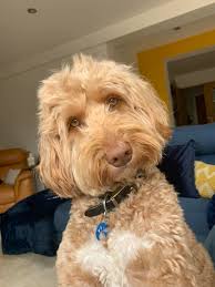 Dale Cooper holds prized pupper from the white lodge"