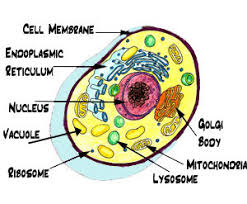 Maybe you would like to learn more about one of these? Biology Cells Plants And Animals Quatr Us Study Guides