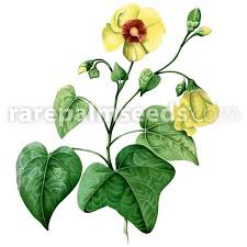 Image result for Thespesia populneoides