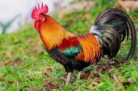 Cúng Giao thừa, đặt gà trên bàn thờ ...