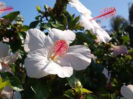 Image result for Hibiscus kirkii