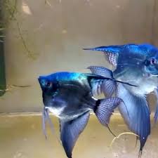 Ikan koi (cyprinus rubrofuscus) menjadi salah satu ikan hias air tawar terindah sekaligus harganya cukup mahal, sehingga diminati oleh banyak kalangan pencintanya. Ikan Hias Manfish Blue Pinoy