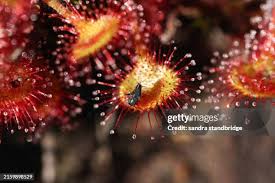 Image result for Droseraceae