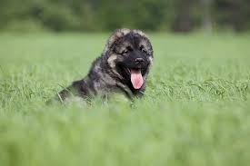 Caucasian Shepherd Growth Chart Height And Weight Tables