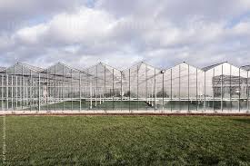 Industrial Greenhouses Glasshouses In A Line By Paul Phillips For Stocksy United Greenhouse Industrial Greenhouses Greenhouse Gardening