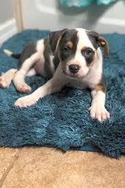 Browse boxer puppies for sale now. Looking To Adopt A Pet Here Are 6 Perfect Puppies To Adopt Now In