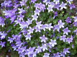Pin Auf Perennials