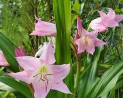 Image result for Crinum harmsii