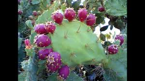 This is ridiculously easy and often is done accidentally while collecting wood, because saplings will drop from leaf blocks, whether from direct breaking or from how many blocks away can you be from a cactus for it to still grow in minecraft? Prickly Pear Cactus Fruit Nature S Anti Inflammatory Youtube