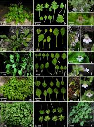 With over 20 years of versed and expert experience you can feel confident of fulfilling your floral needs in. Molecular Systematics Of Chiritopsis Like Primulina Gesneriaceae One New Species One New Name Two New Combinations And New Synonyms Springerlink