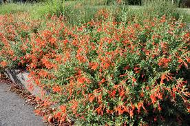 Image result for Ormocarpum zambesianum