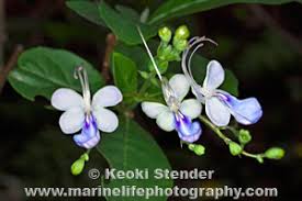 Image result for Rotheca myricoides