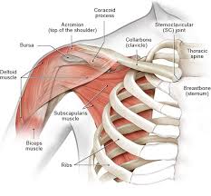 Scapula (shoulder blade) the scapula is the most complex of the shoulder bones. How Does The Shoulder Work Informedhealth Org