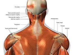 Anatomy and function neck, regions of the lower face, cervical spine, head joints, cervical organs. Labeled Anatomy Chart Of Neck And Back Photograph By Hank Grebe