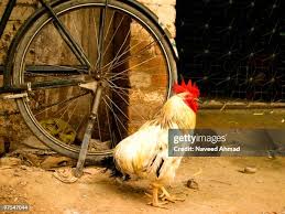 39 Ahmad Naveed Stock Photos, High-Res Pictures, and Images