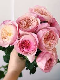 I dream the peace and calm of the whole world for 1 second once in my. David Austin Constance Roses Beautiful Rose Flowers David Austin Roses David Austen Roses