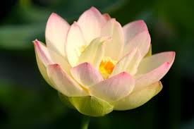 Zwischen büschen und blättern sitzen sie, sammeln blüten in den schoss und rufen sich einander neckereien zu. Nelumbo Seho Red Lotosblume Mittlere Sorten Lotos Nymphaion Online Shop